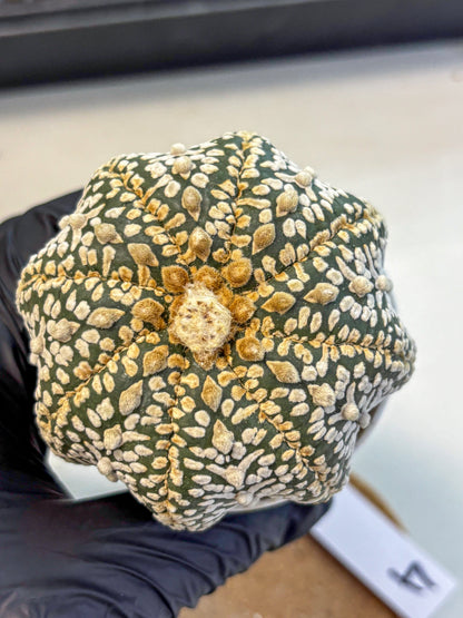 Astrophytum Super Kabuto (at10) (04) | sand dollar cactus