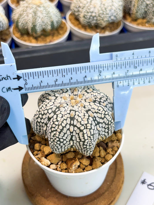 Astrophytum Star Shape (at3) (g6) | Very Rare Cactus