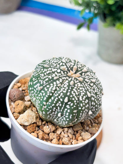 Astrophytum Super Kabuto (T9) (g7) | SHIP from USA