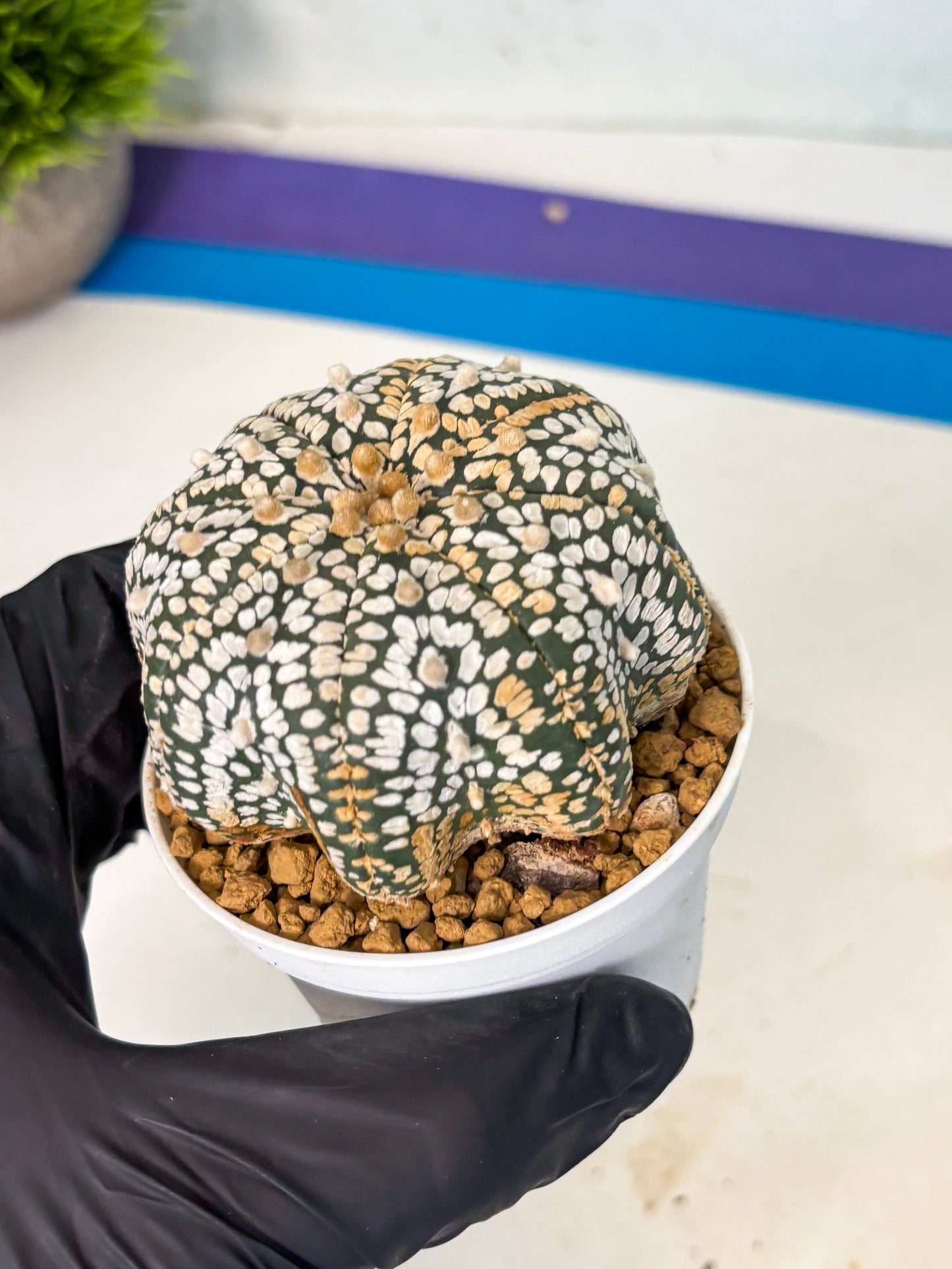 Astrophytum V-Type (at6) (b6) | Rare Star Cactus