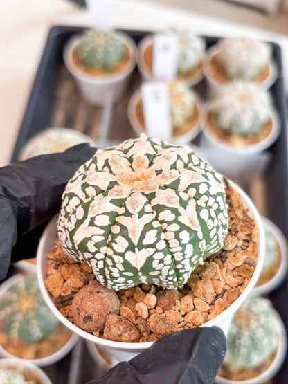 Astrophytum V-type (t12) (p6) | 3" Pot