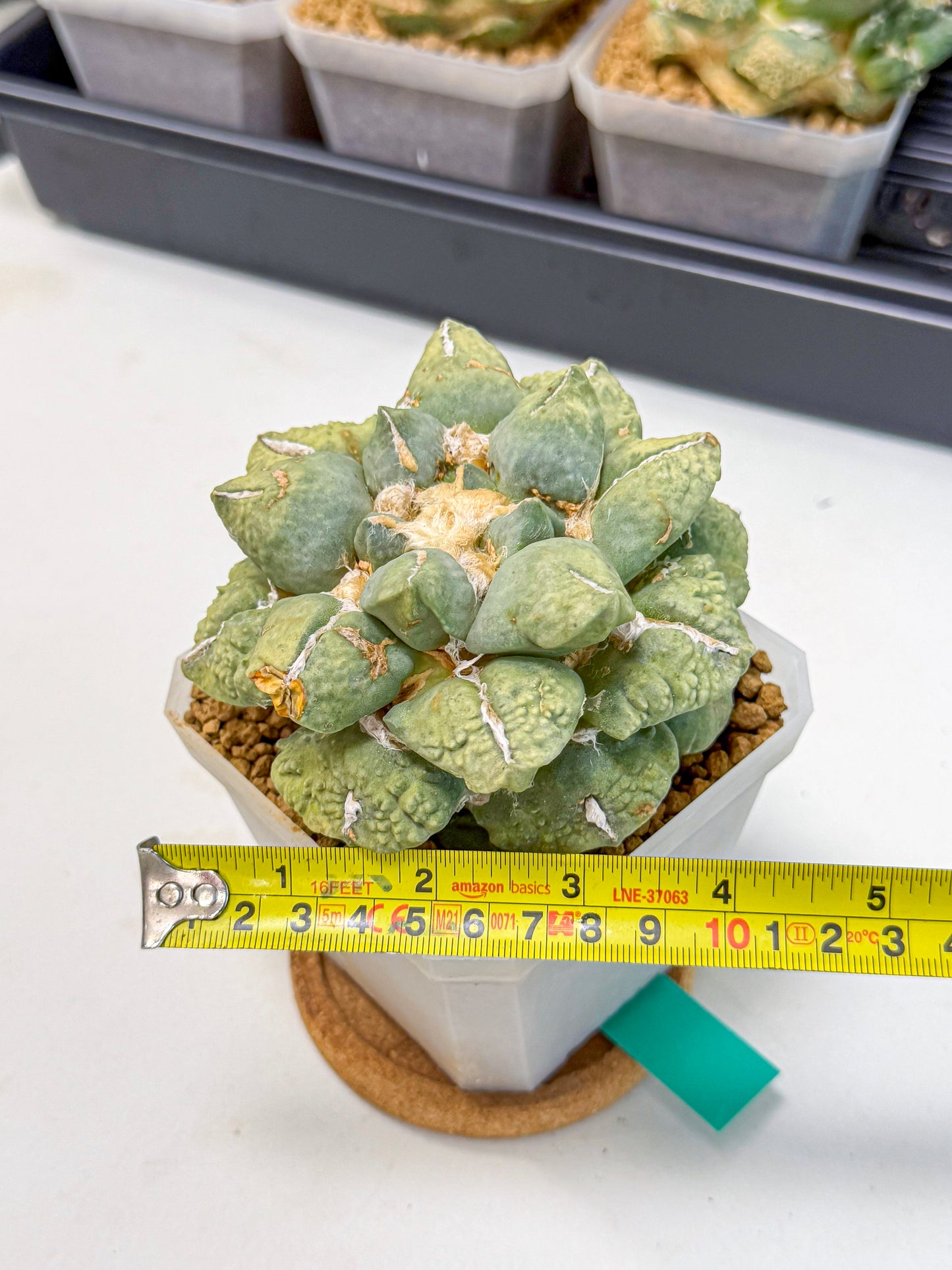 Ariocarpus Cultivar (gg) | Living rock cactus