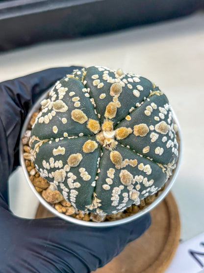 Astrophytum 5-Ribs (at7) (y2) | Living Rocks