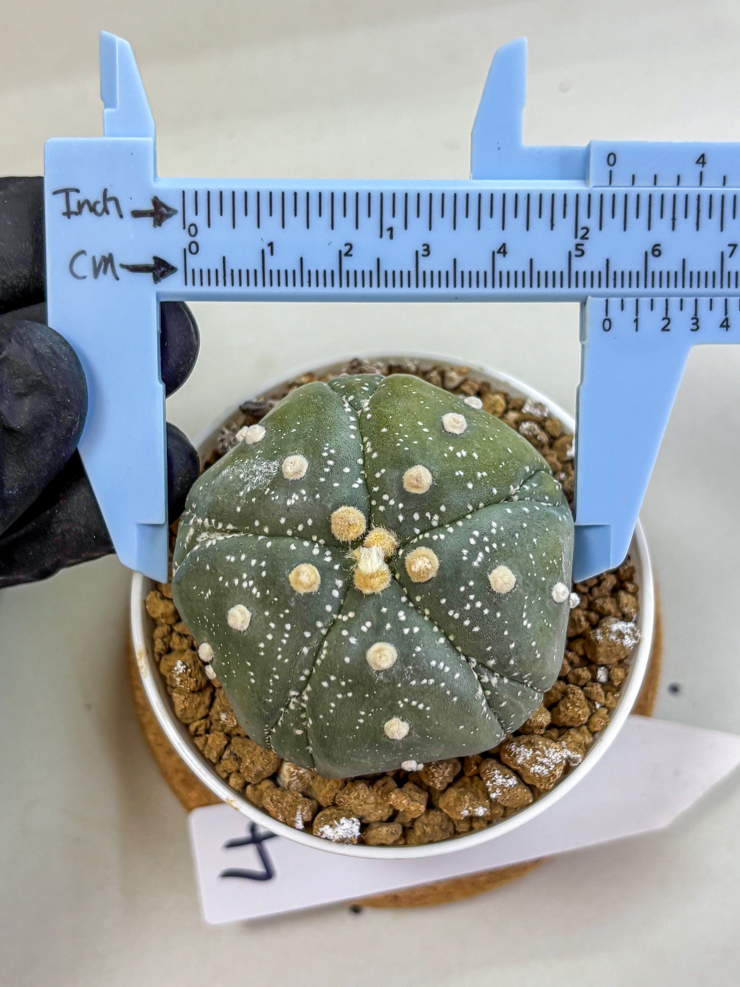 Astrophytum Fukuryu (at8) (04) | Rare Plant | Succulent Cactus