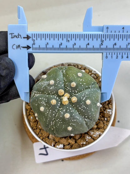 Astrophytum Fukuryu (at8) (04) | Rare Plant | Succulent Cactus