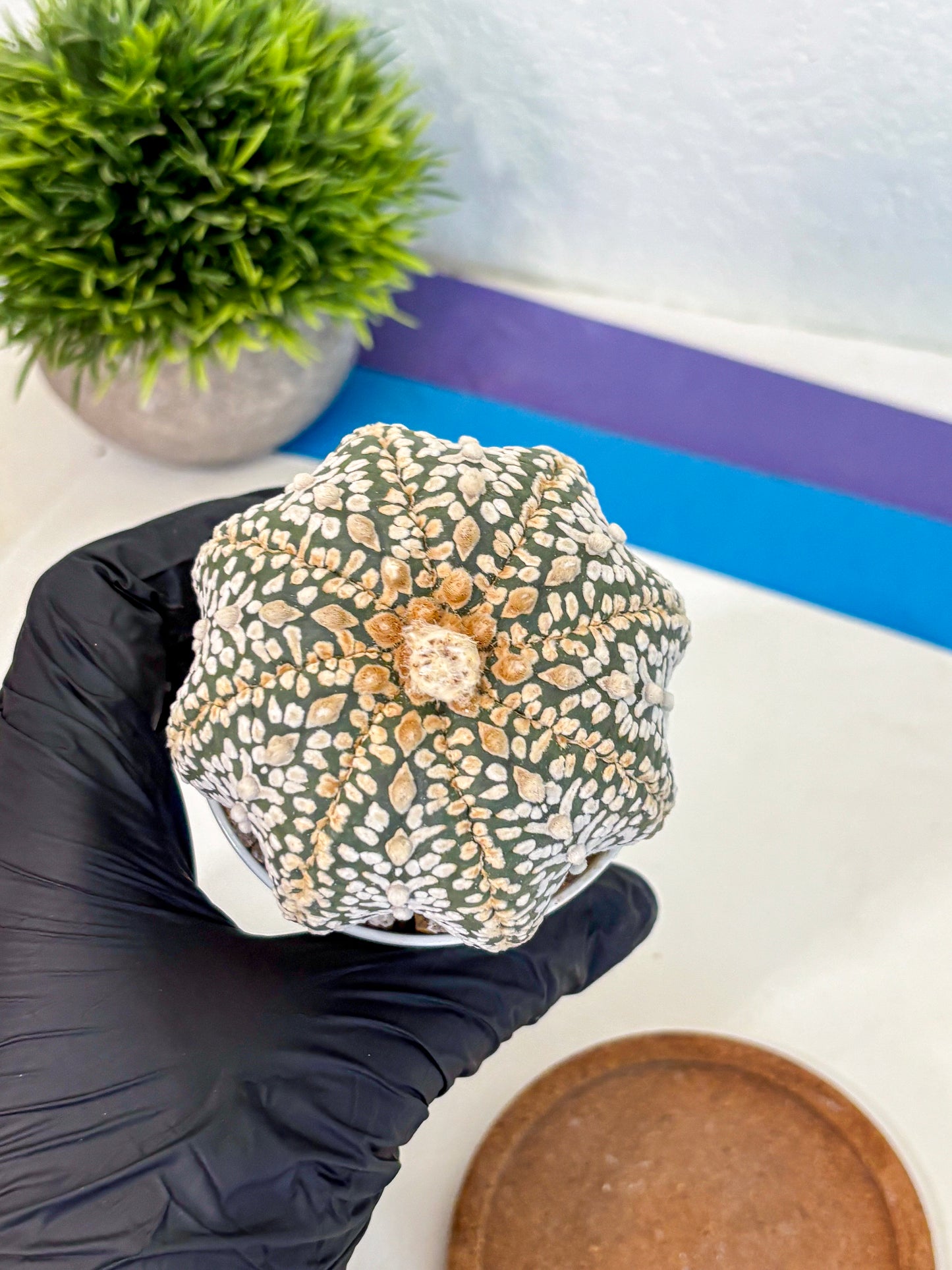 Astrophytum Super Kabuto (at10) (04) | sand dollar cactus