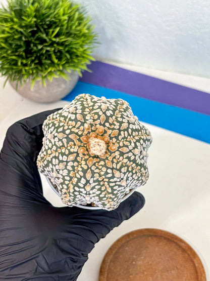 Astrophytum Super Kabuto (at10) (04) | sand dollar cactus