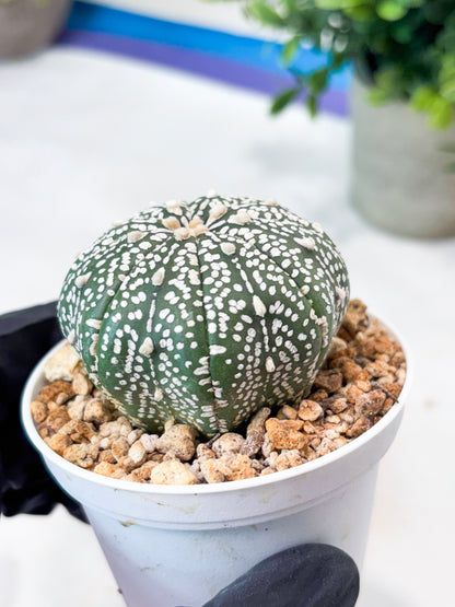 Astrophytum Super Kabuto (T9) (g7) | SHIP from USA