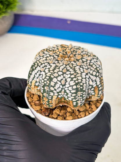 Astrophytum V-Type (at6) (b6) | Rare Star Cactus