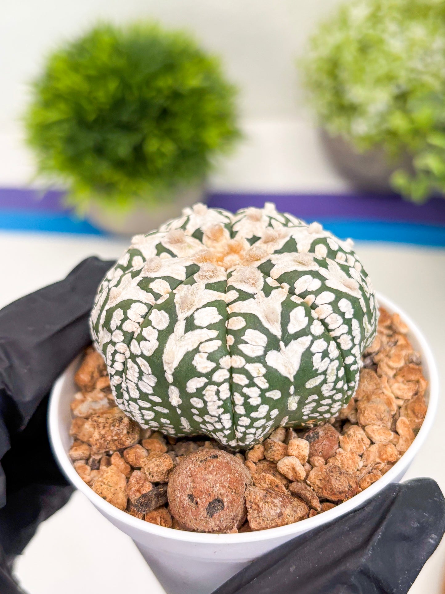 Astrophytum V-type (t12) (p6) | 3" Pot