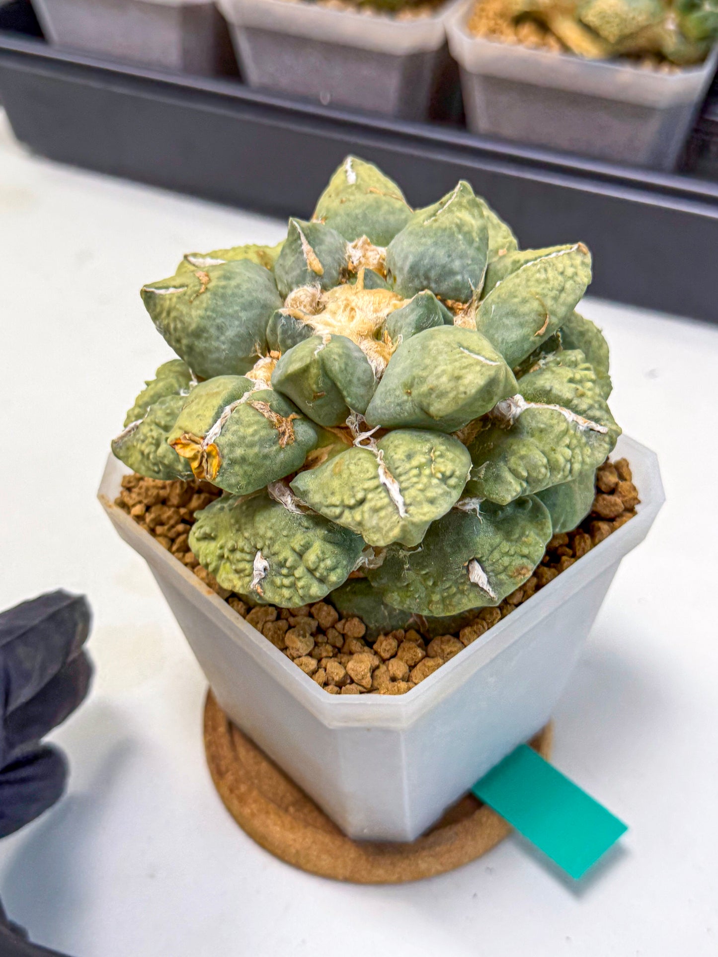 Ariocarpus Cultivar (gg) | Living rock cactus
