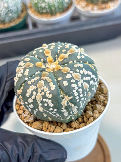 Astrophytum 5-Ribs (at7) (y2) | Living Rocks
