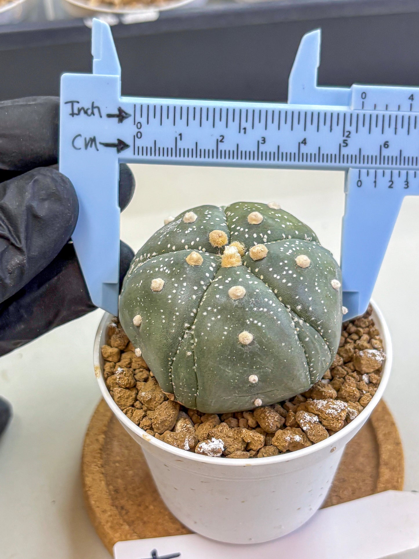 Astrophytum Fukuryu (at8) (04) | Rare Plant | Succulent Cactus