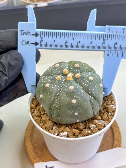Astrophytum Fukuryu (at8) (04) | Rare Plant | Succulent Cactus