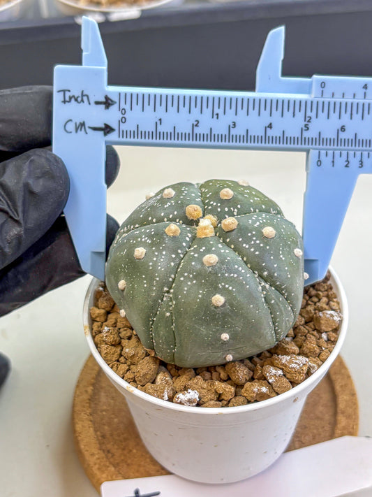 Astrophytum Fukuryu (at8) (04) | Rare Plant | Succulent Cactus