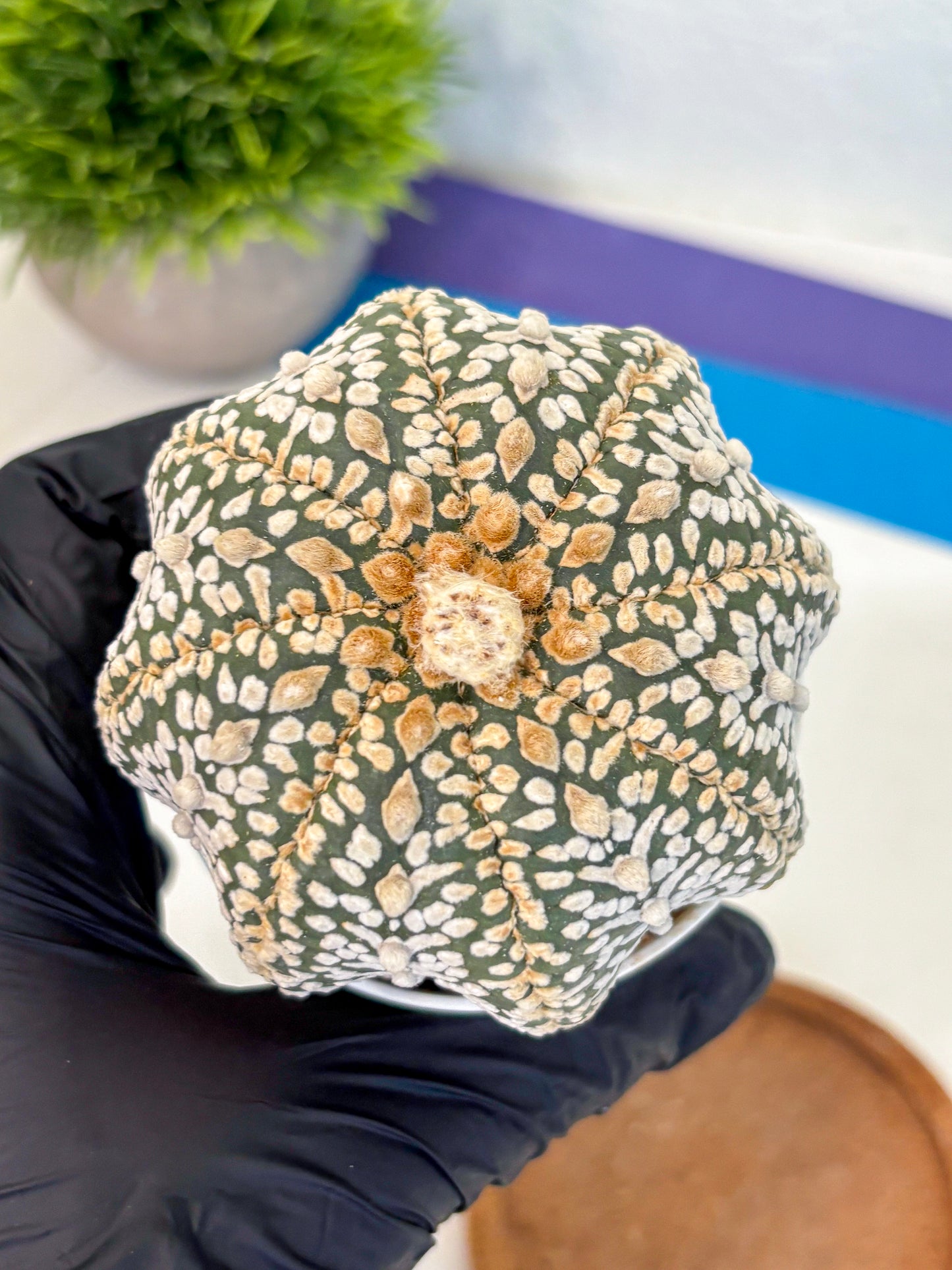 Astrophytum Super Kabuto (at10) (04) | sand dollar cactus