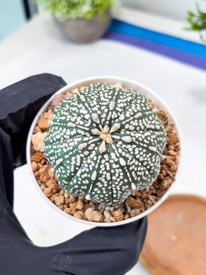 Astrophytum Super Kabuto (T9) (g7) | SHIP from USA