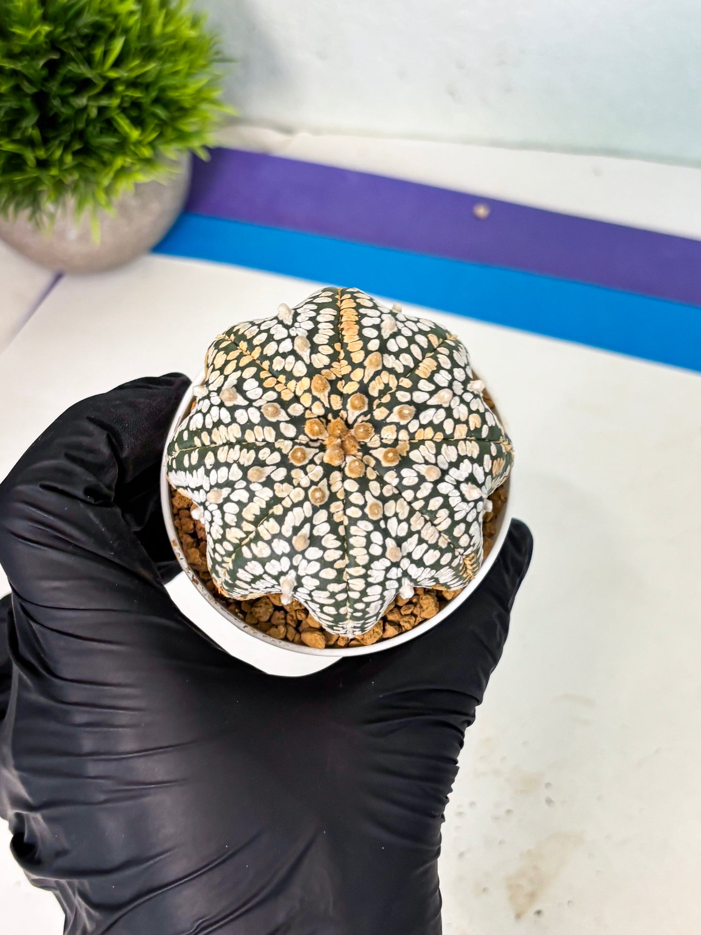 Astrophytum V-Type (at6) (b6) | Rare Star Cactus
