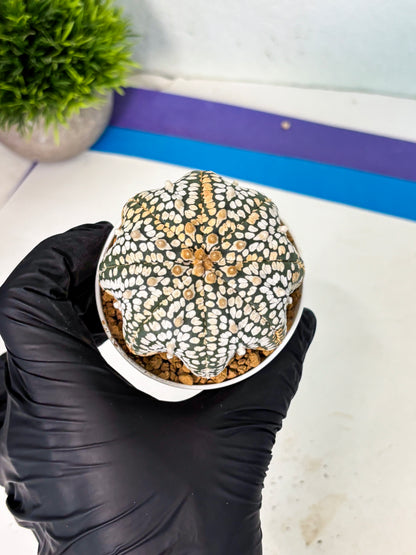 Astrophytum V-Type (at6) (b6) | Rare Star Cactus