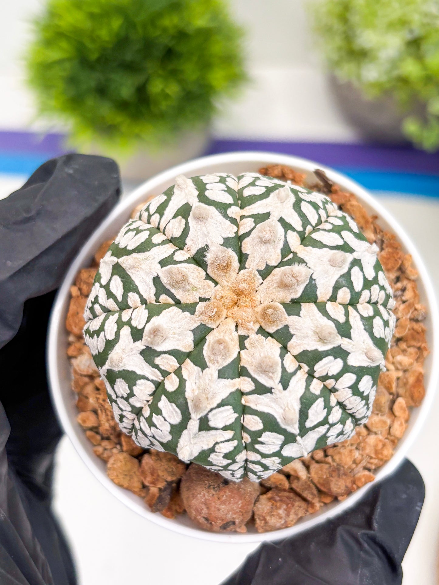 Astrophytum V-type (t12) (p6) | 3" Pot