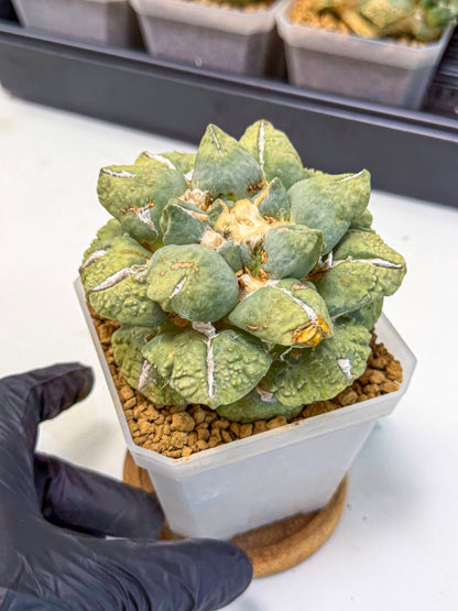 Ariocarpus Cultivar (gg) | Living rock cactus