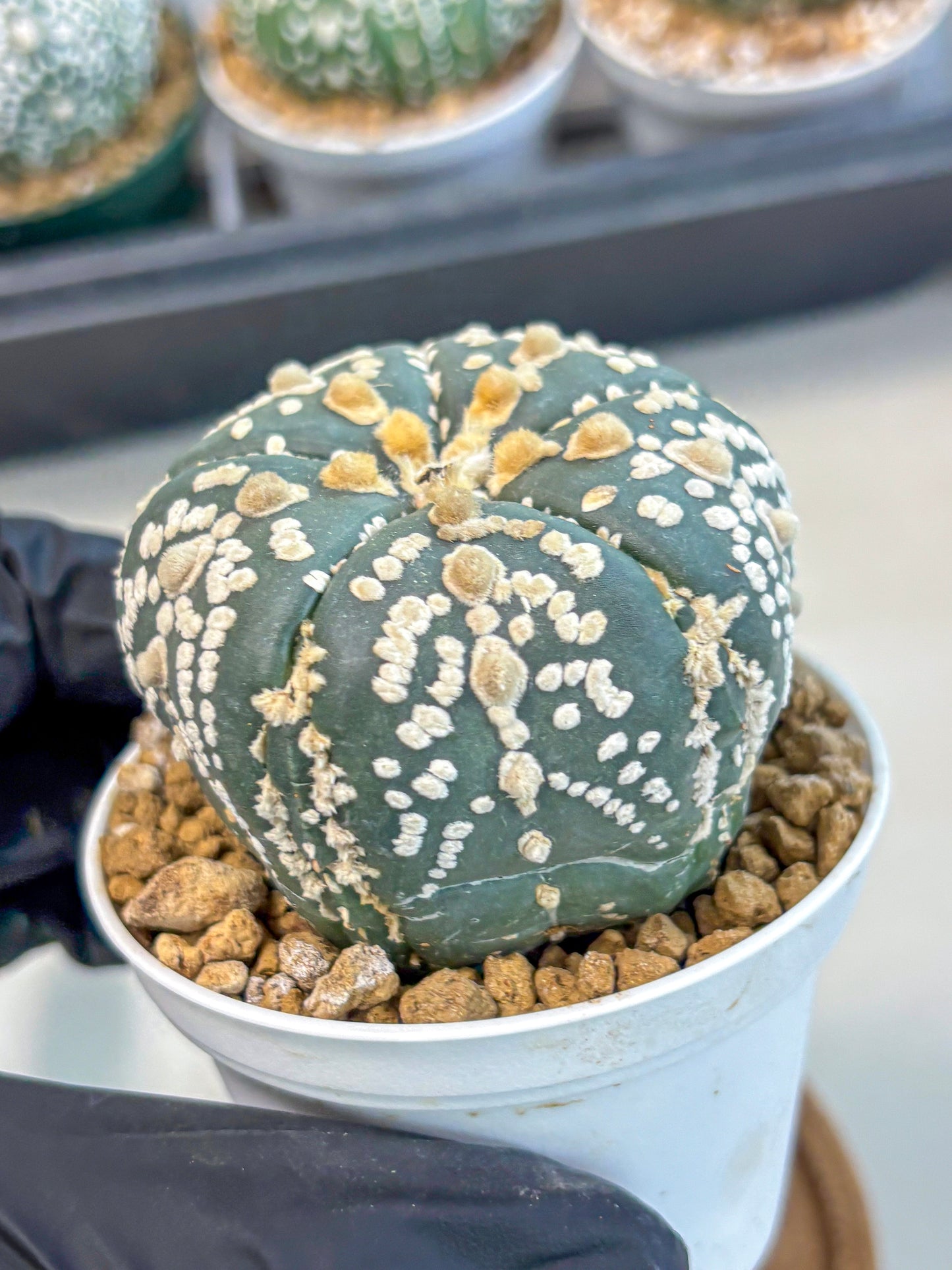 Astrophytum 5-Ribs (at7) (y2) | Living Rocks