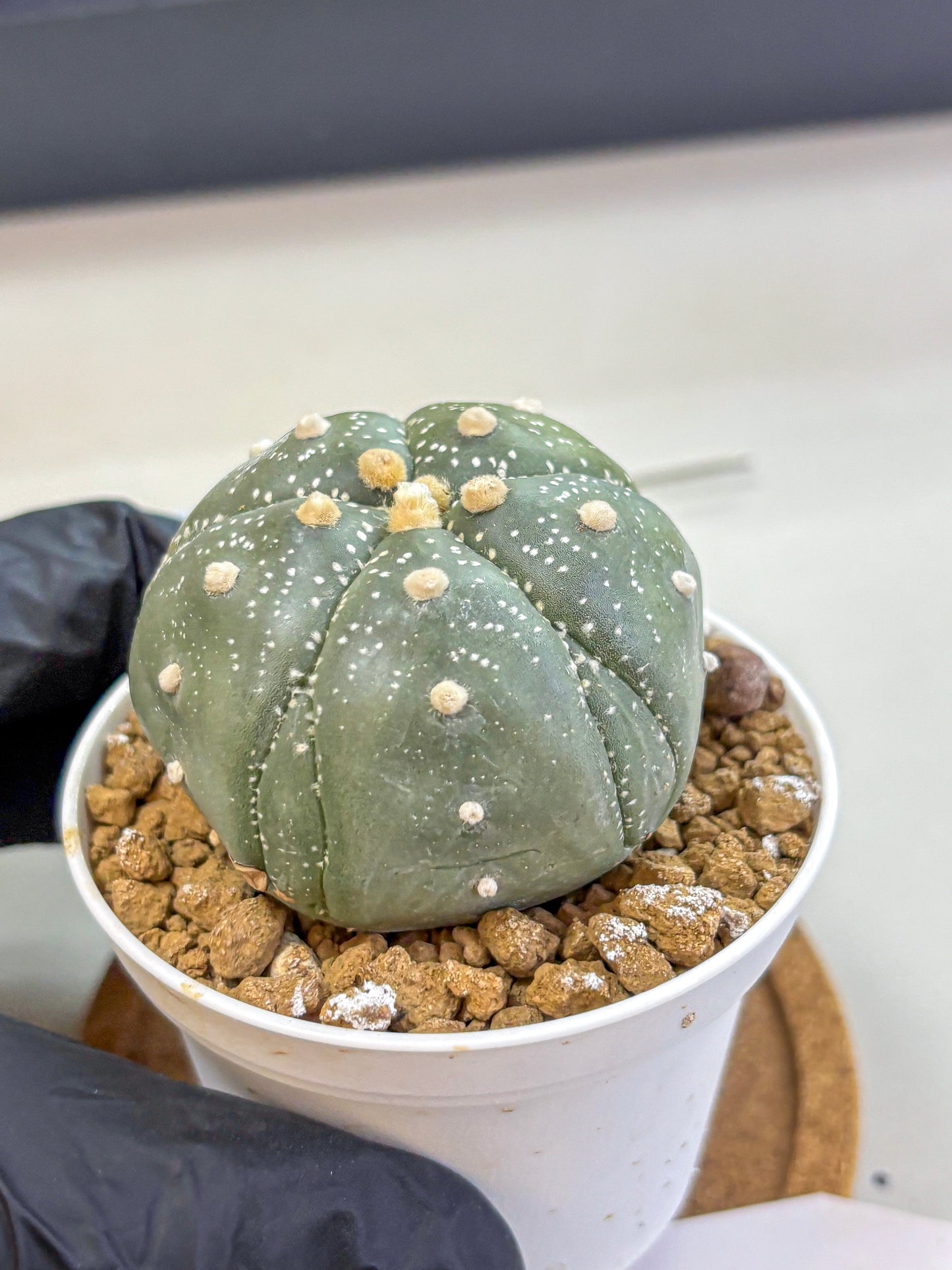 Astrophytum Fukuryu (at8) (04) | Rare Plant | Succulent Cactus