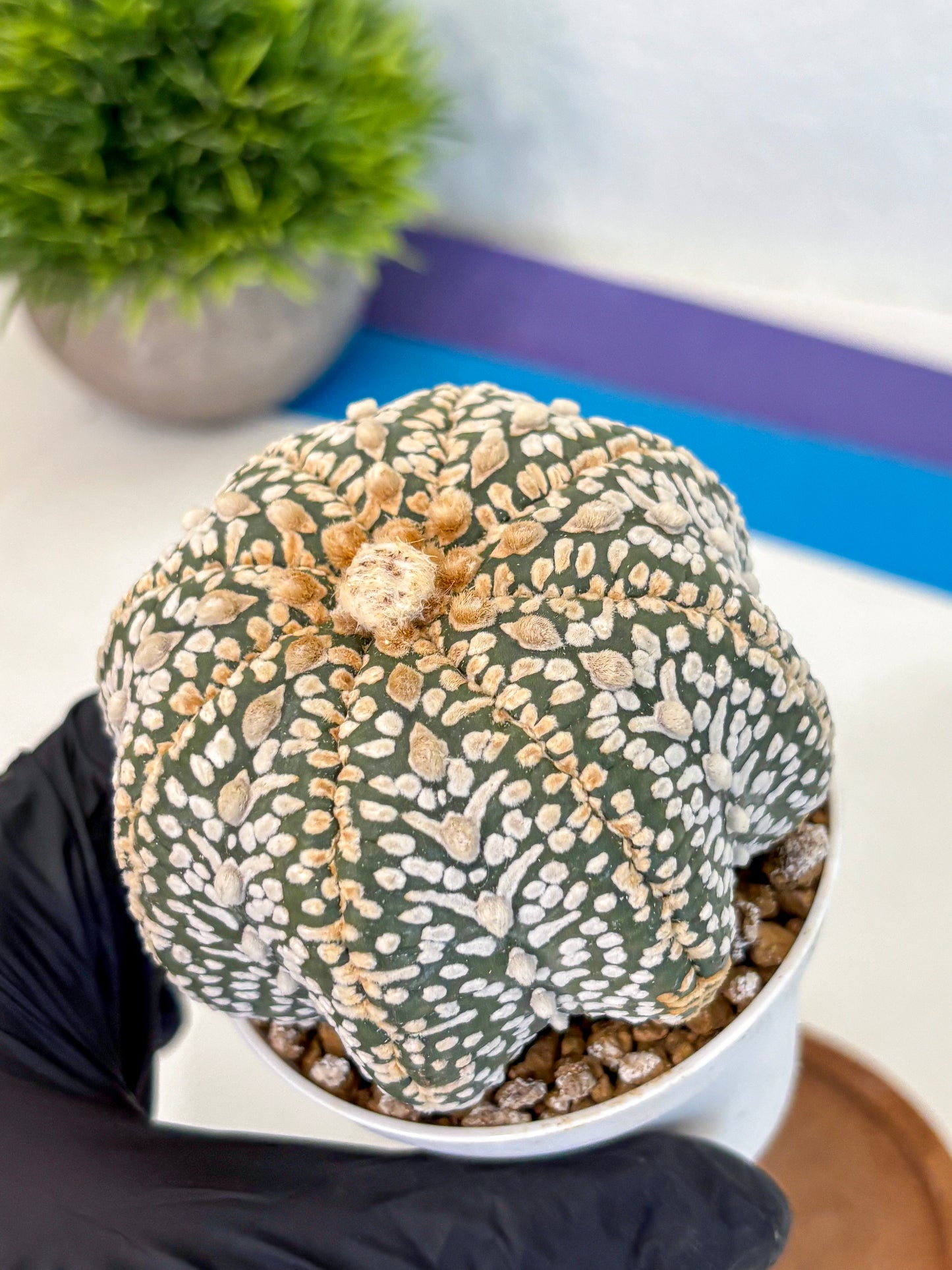 Astrophytum Super Kabuto (at10) (04) | sand dollar cactus