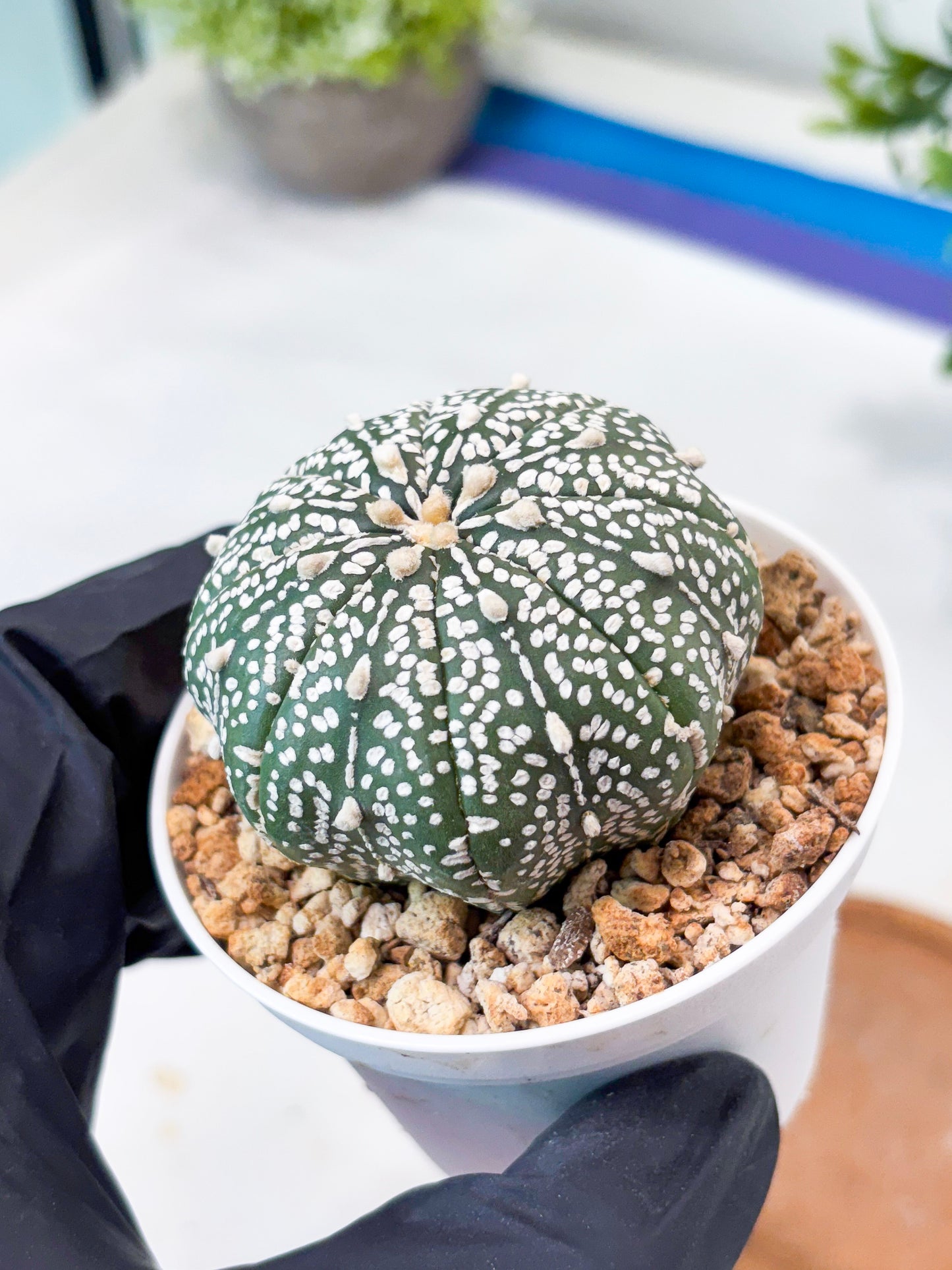 Astrophytum Super Kabuto (T9) (g7) | SHIP from USA