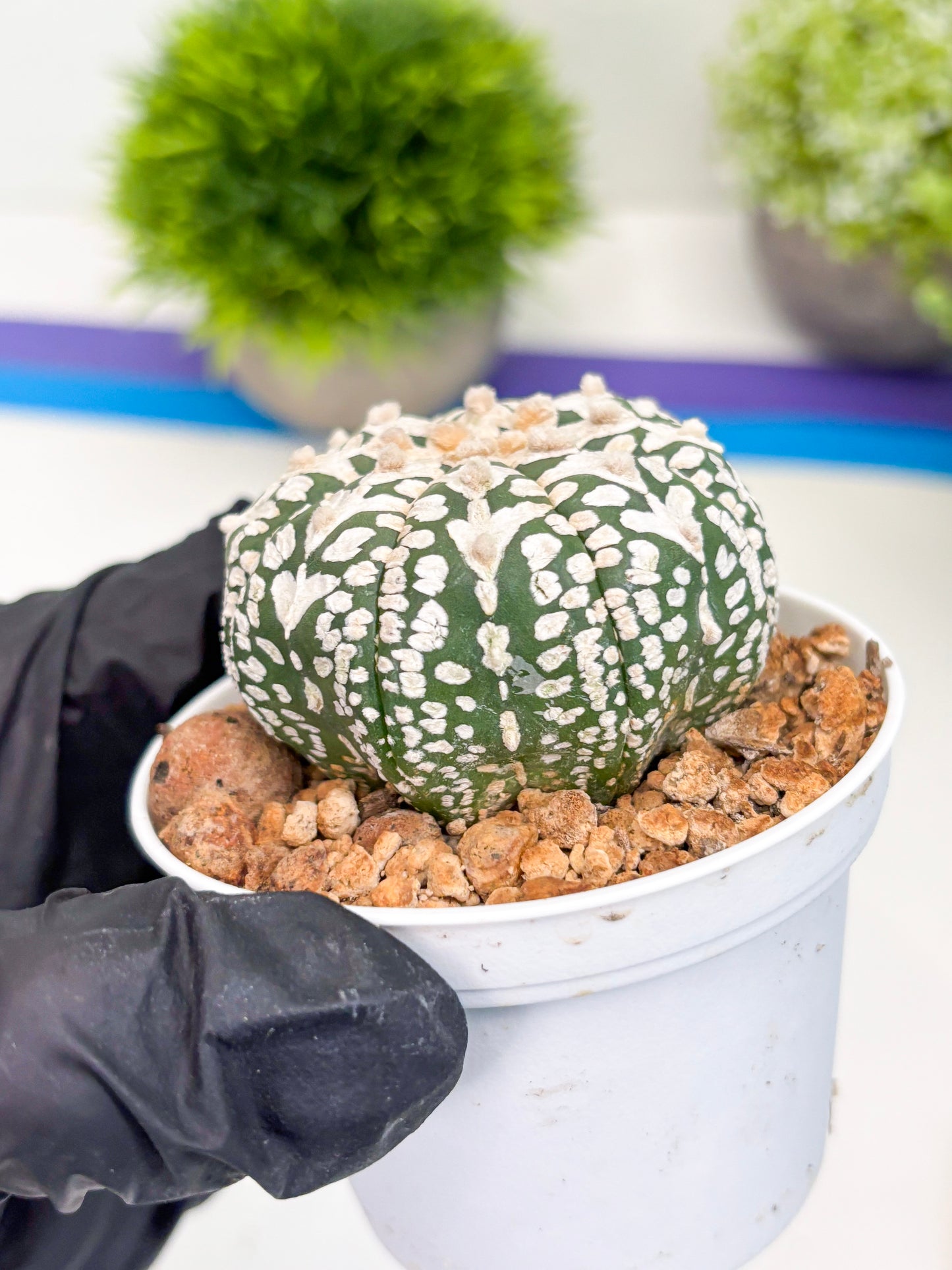 Astrophytum V-type (t12) (p6) | 3" Pot