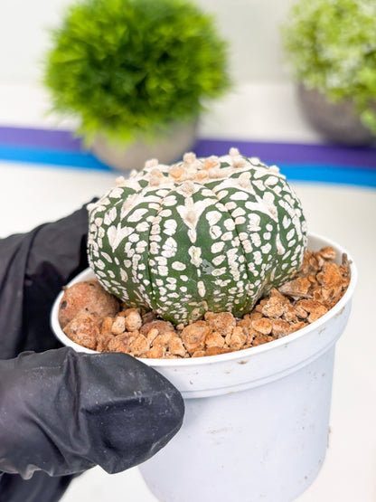 Astrophytum V-type (t12) (p6) | 3" Pot