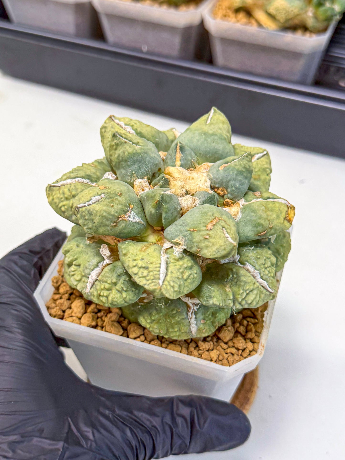 Ariocarpus Cultivar (gg) | Living rock cactus