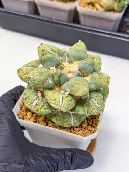 Ariocarpus Cultivar (gg) | Living rock cactus