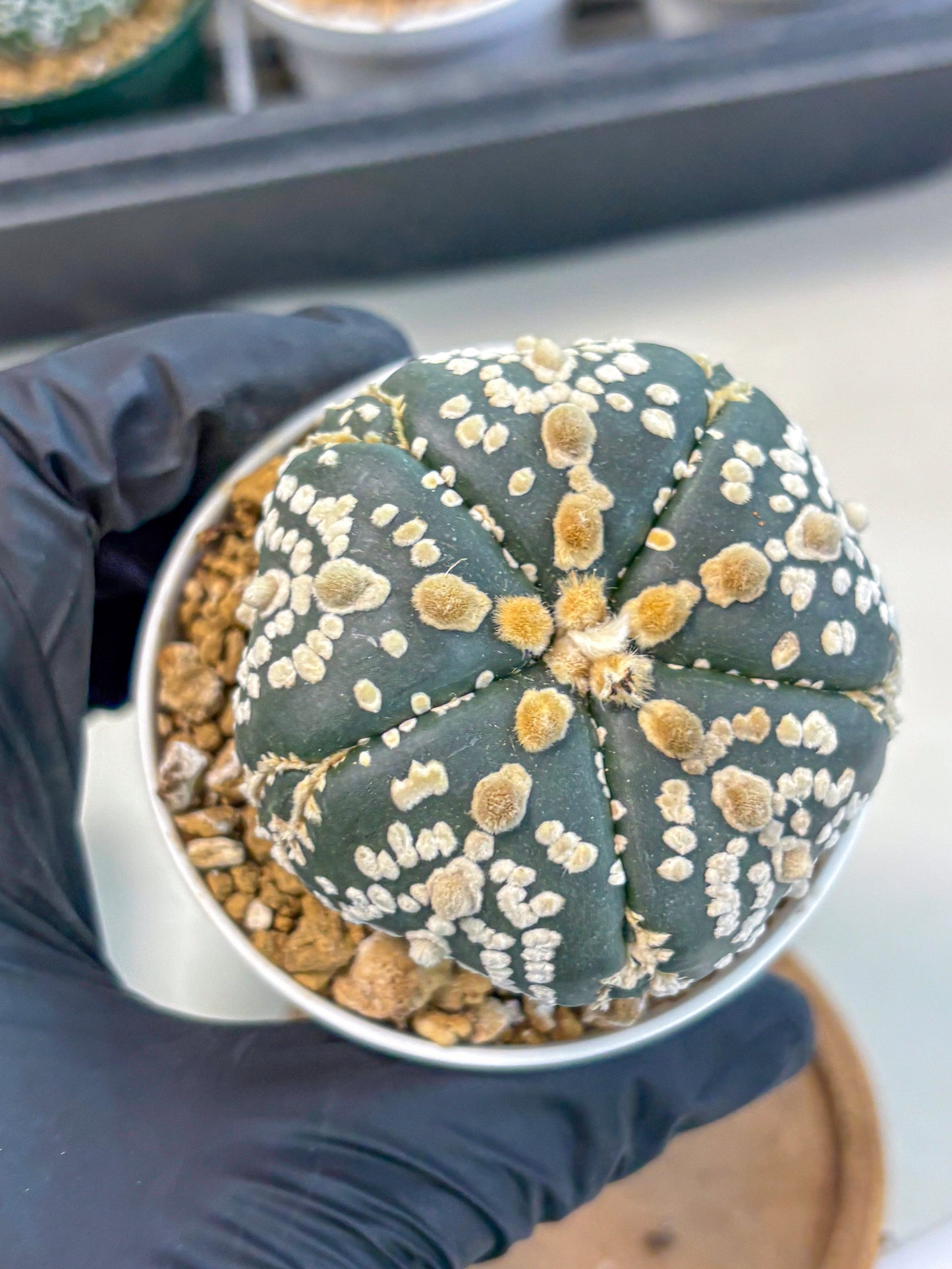 Astrophytum 5-Ribs (at7) (y2) | Living Rocks