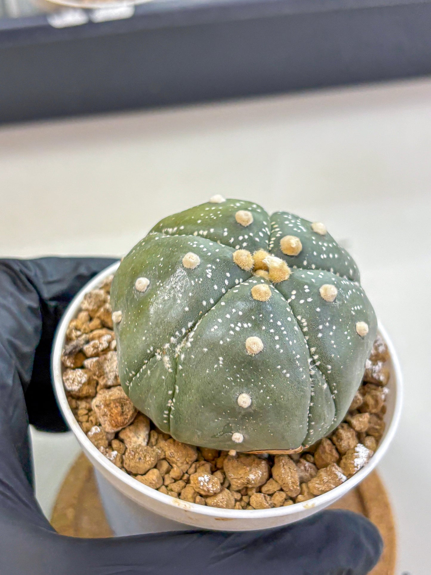 Astrophytum Fukuryu (at8) (04) | Rare Plant | Succulent Cactus