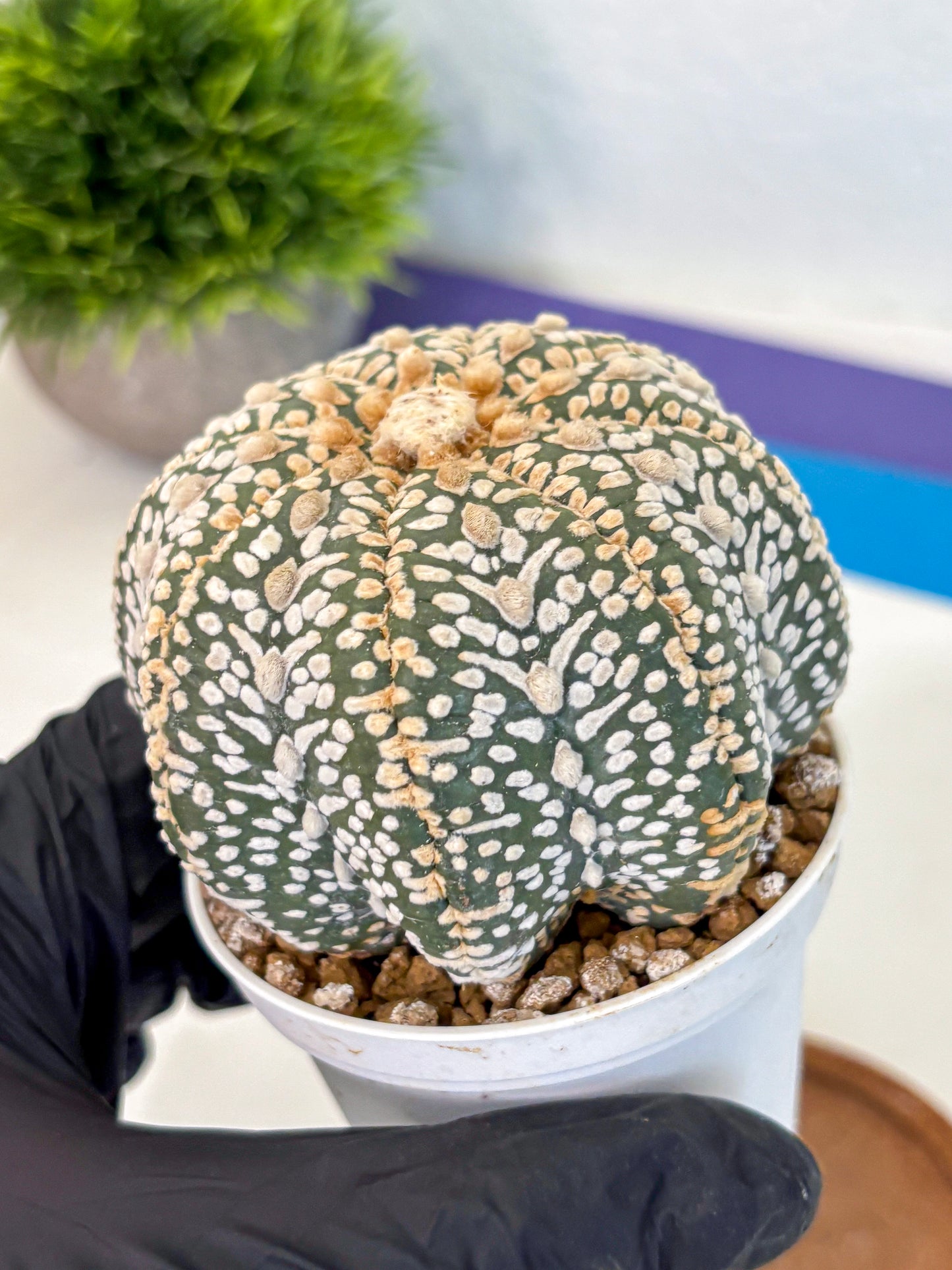 Astrophytum Super Kabuto (at10) (04) | sand dollar cactus