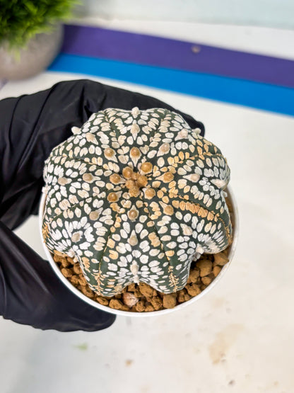 Astrophytum V-Type (at6) (b6) | Rare Star Cactus