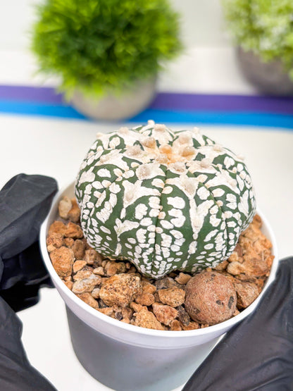 Astrophytum V-type (t12) (p6) | 3" Pot