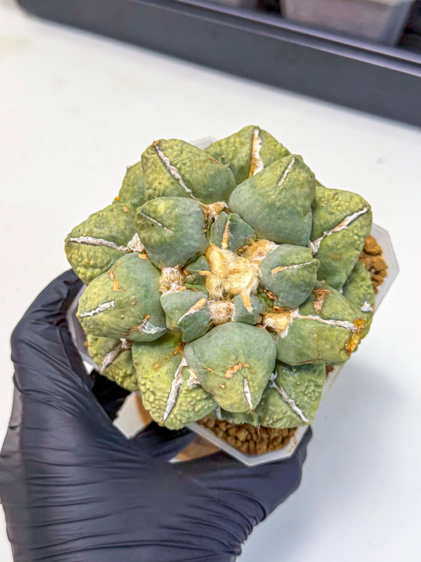 Ariocarpus Cultivar (gg) | Living rock cactus