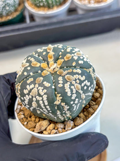Astrophytum 5-Ribs (at7) (y2) | Living Rocks