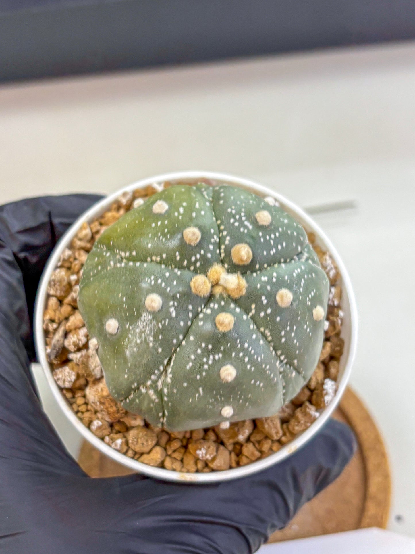 Astrophytum Fukuryu (at8) (04) | Rare Plant | Succulent Cactus