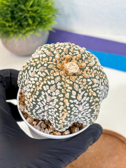 Astrophytum Super Kabuto (at10) (04) | sand dollar cactus