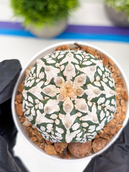 Astrophytum V-type (t12) (p6) | 3" Pot