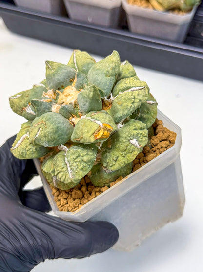 Ariocarpus Cultivar (gg) | Living rock cactus
