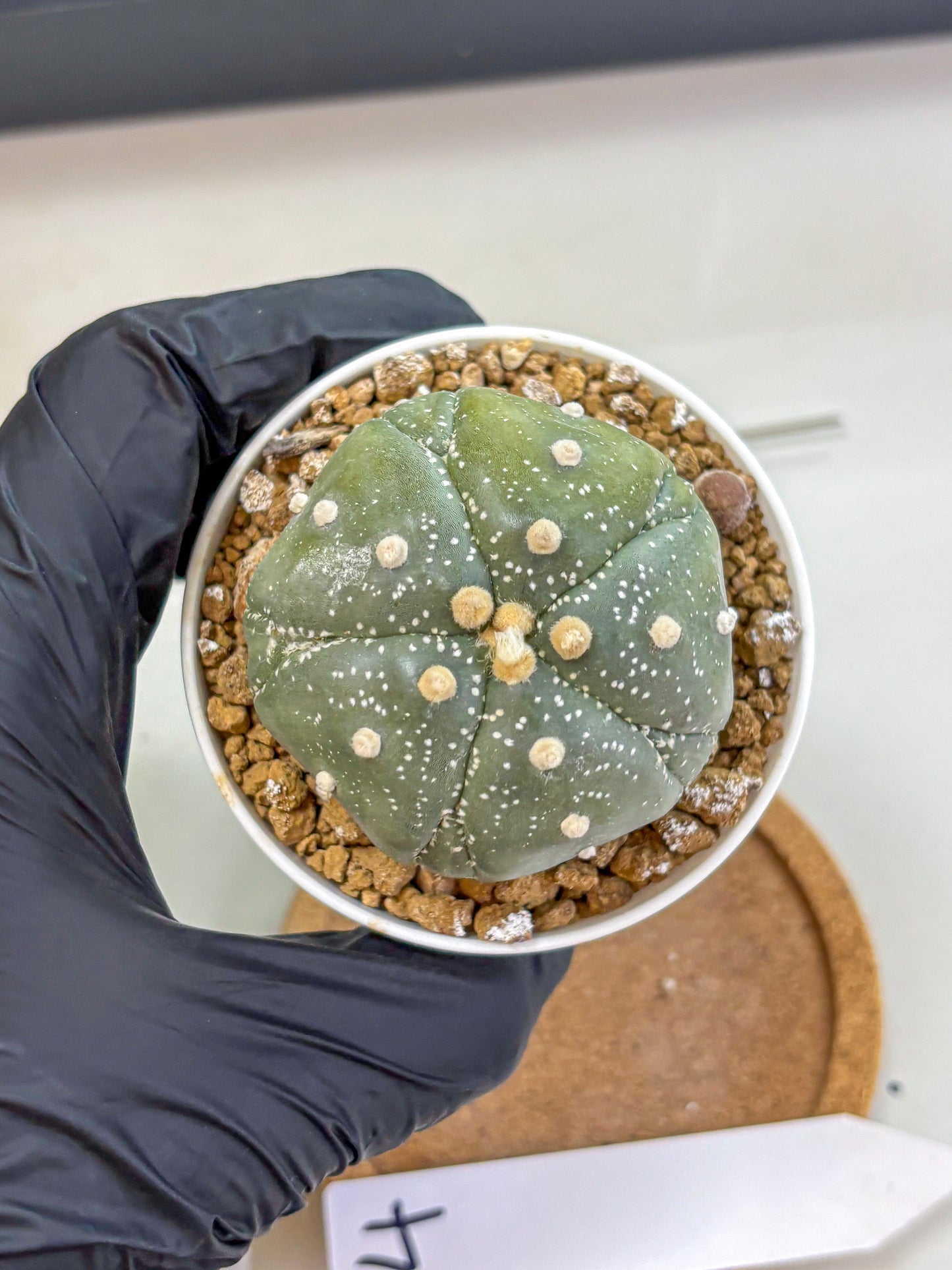 Astrophytum Fukuryu (at8) (04) | Rare Plant | Succulent Cactus