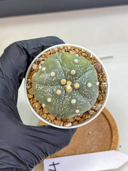 Astrophytum Fukuryu (at8) (04) | Rare Plant | Succulent Cactus