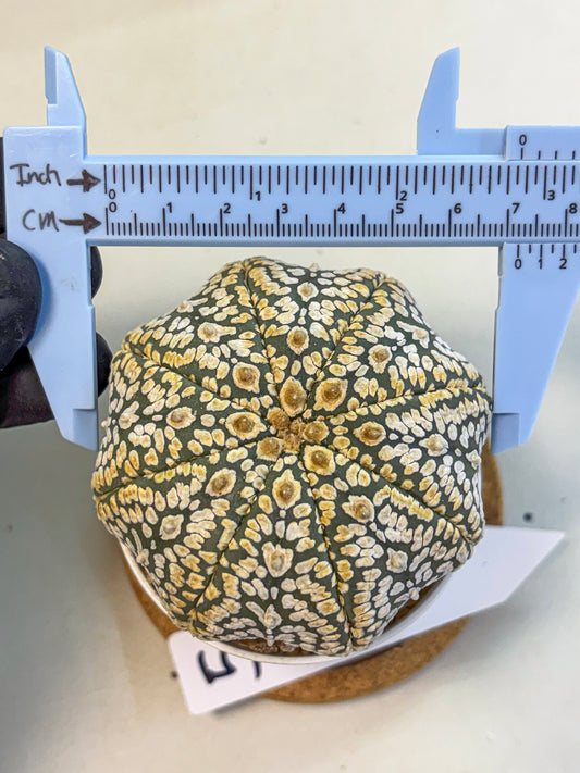Astrophytum Super Kabuto (at10) (05) | sand dollar cactus