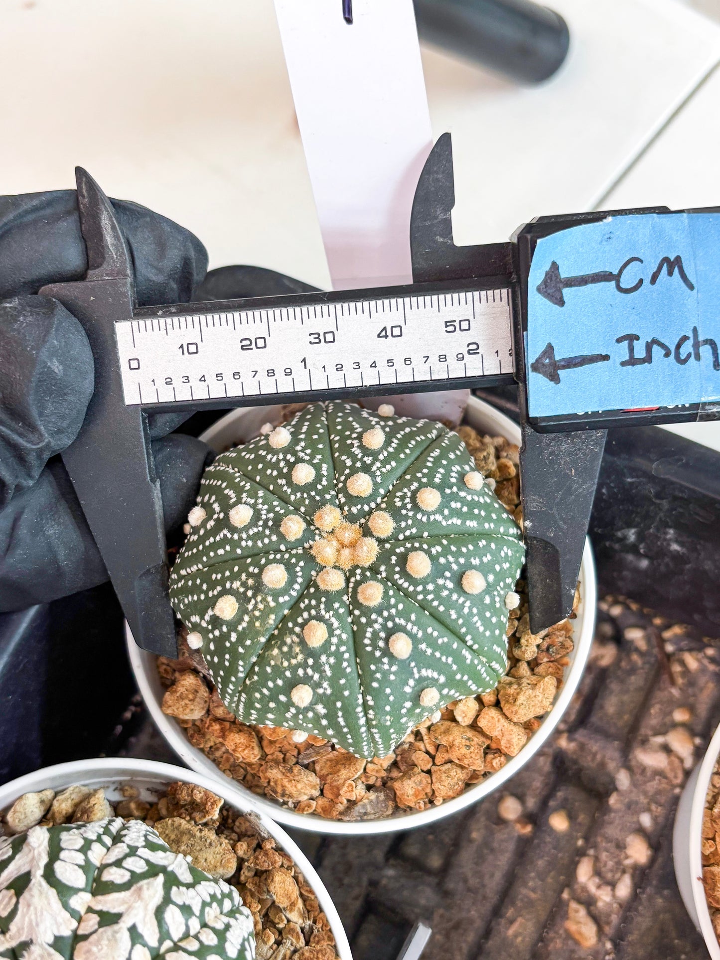 Astrophytum Super Kabuto (t12) (p7) | 3" Pot