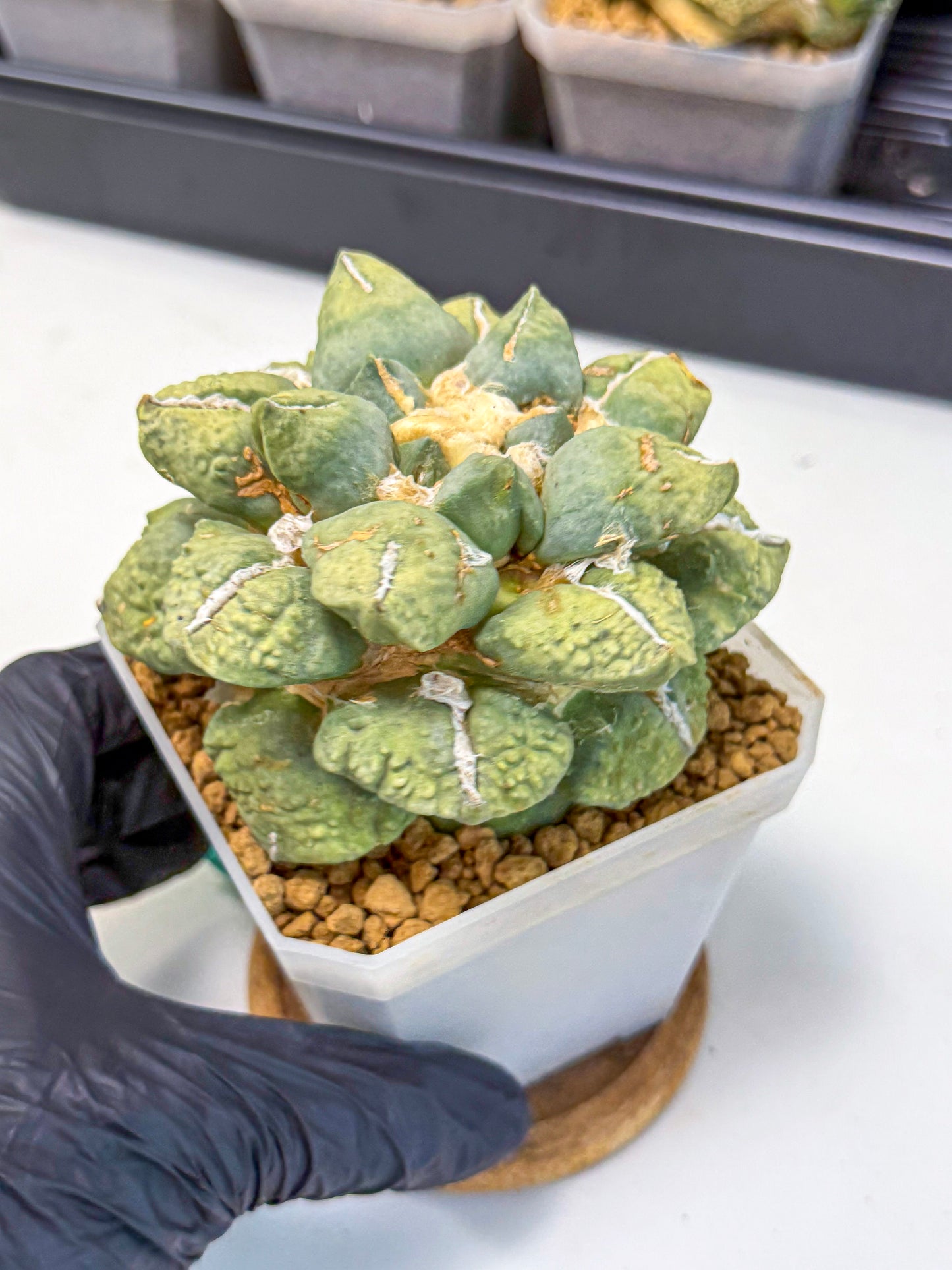 Ariocarpus Cultivar (gg) | Living rock cactus