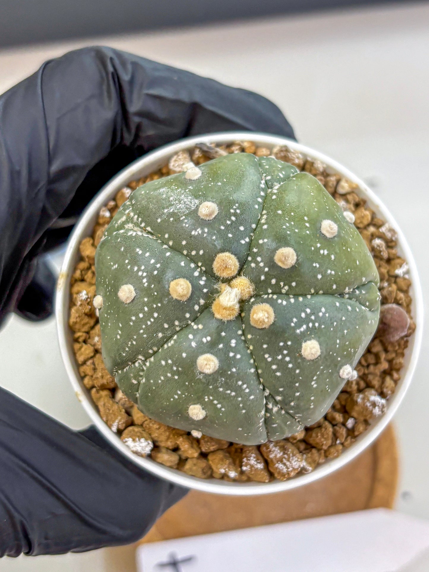 Astrophytum Fukuryu (at8) (04) | Rare Plant | Succulent Cactus